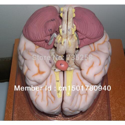 ISO Luxury Brain Anatomical Model,Brain Anatomical Model,Brain Model,Human Brain Model