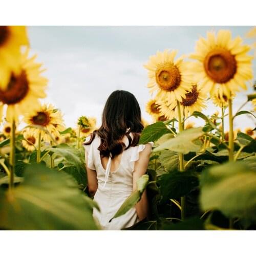 《Sunflower field》 picture painting by numbers home decor birthday present quadros decorativos