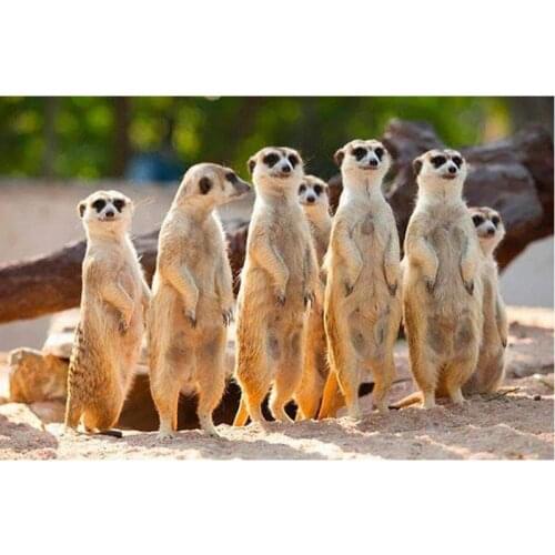 5D Diamond Painting Full Drill Needlework Cross Stitch Diamond Mosaic Gift Animal Colour Rhinestones European Home Decor