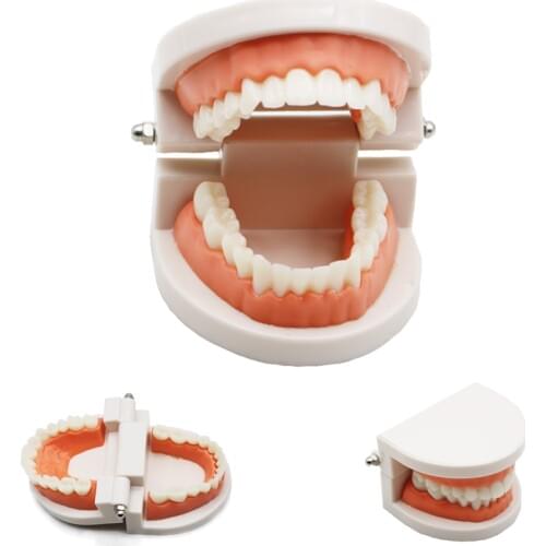 Teeth Model Dental lab products Standard Dental Teaching Study Typodont Demonstration Oral Medical Education 1:1 ratio tools