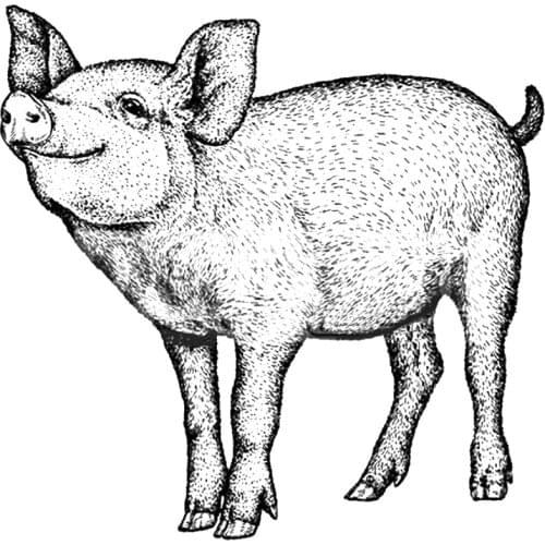 2021 New Retro Animal Pig Transparent Clear Stamp For DIY Craft Making Scrapbooking Greeting Card and Album No Metal Cutting Die