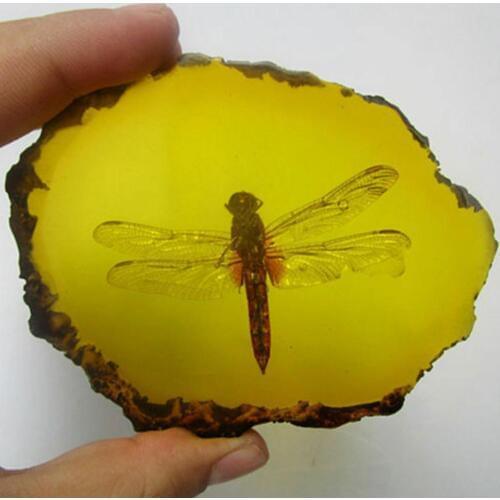 Collection Chinese Beautiful Amber Dragonfly Fossil Insects Manual Polishing Exquisite Gift