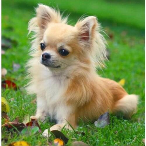 5D Diamond Embroidery Chihuahua Puppy Diy Diamond Painting Cross Stitch Cute Pet Full Square Round Diamond Embroidery Dog Animal