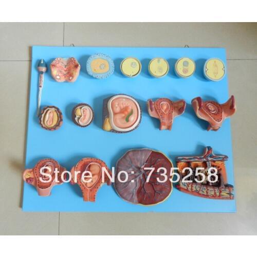 Human Fertilization and Early Embryogeny,Embryonic development process model,Fertilization model