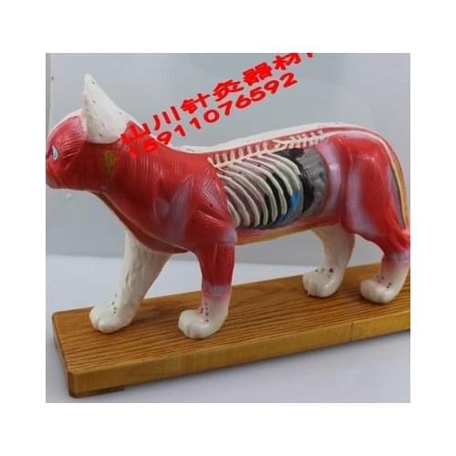 Cat body acupuncture model animal model pvc material 36 commonly used points with number mark