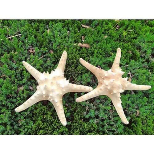 ABOUT 20CM MEDITERRANEAN NATURAL SHELL CONCH WHOLESALE NATURAL STARFISH SEA SEA SHELL STARFISH