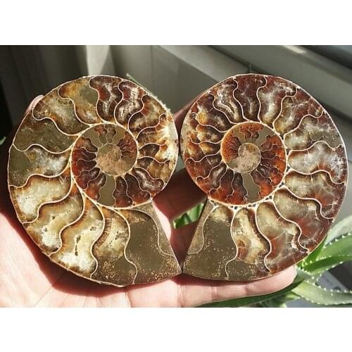 227g 1 Pair Half Cut Ammonite Shell Jurrassic Fossil Specimen