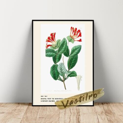 Sydenham Edwards Exhibition Poster, The North-West Honeysuckle Wall Picture, Edwards Botanical Register Flower Leaf Illustration