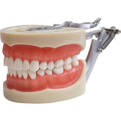 Teaching Model Teeth Model for Dentist to Communicate with Patients Standard Teeth Models with 28 Teeth and Soft Gum