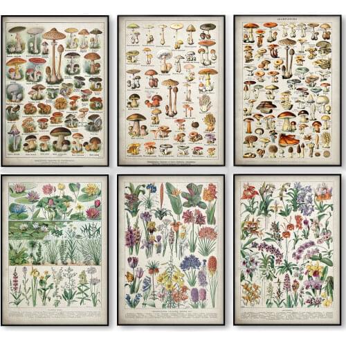 Botanical Educational Poster Mushrooms Champignons Identification Reference Chart Diagram Illustration Wall Art Canvas Painting