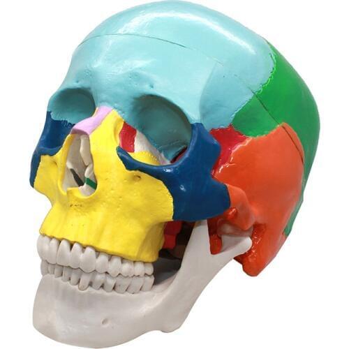 Dental model head model display teeth can be bitten skull model oral dental materials