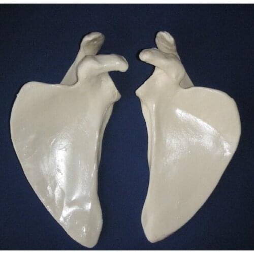 1: 1. man scapula model skeleton and joint model human medical teaching model