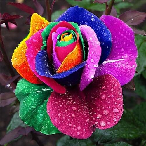 Flower Rose DIY Cross Stitch Embroidery 11CT Kits Needlework Craft Set Printed Canvas Cotton Thread Home Decoration Wholesale