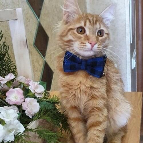 Colorful Plaid Small Dogs Collars Cotton Striped Bowknot Necklace Bulldog Chihuahua Bow Tie Puppy Cats Party Bandana Collar