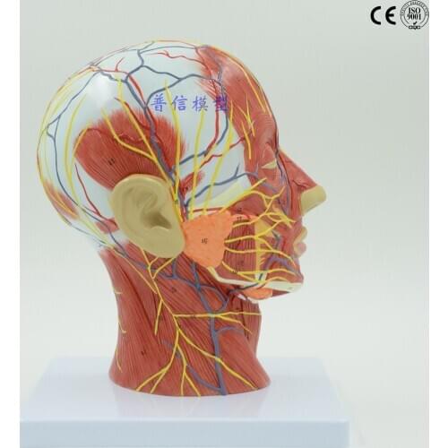 Free shipping&Human skull with muscle and nerve blood vessel, head section brain, human anatomy model. School medical teaching