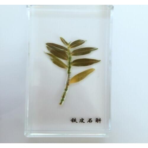 Dendrobium Resin Embedded Specimen Real Plant Embedded Specimen Real Leaf Specimen Leaf Amber Biological Botany Teaching Aids