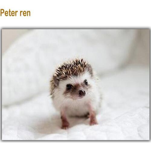 Peter ren Diy Diamond painting 3D square drill rhinestone full Cross stitch Diamond embroidery mosaic hedgehog Crafts Needlework