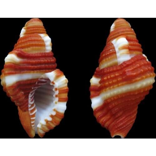 Cymatium rubeculum Ocean Sea shells Wedding Decor Beach Theme Party, Seashells Home Decorations, Fish Tank, sea star