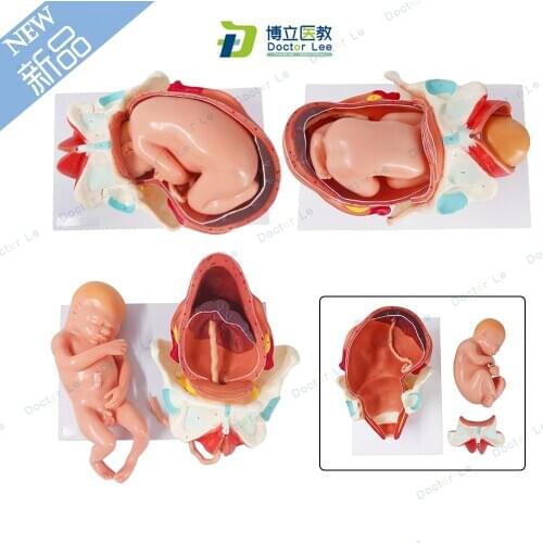 Life Size Human Anatomy Demonstration Model of Childbirth for Medical Supplies and Equipment