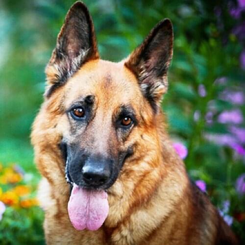 Full 5D Diy Square/Round Daimond Painting "Cute Dog" 3D Diamond Painting Round Rhinestone Diamant Painting Embroidery Home Decor