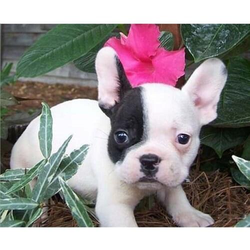 KEXINZU 5D Full Diamond Embroidery Handmade Diamond Painting Animal Dog Needlework Mosaic Cross Stitch Home Decor Gift