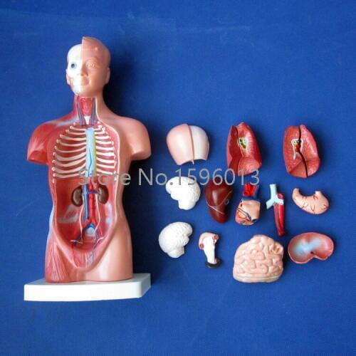 26cm Torso Model with Internal Organs 15 Parts, Anatomical Torso Model, human torso model