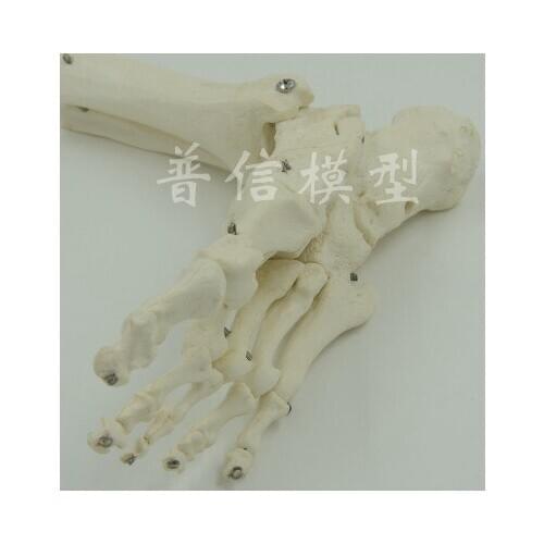 Human foot model foot skeleton model with half tibiofibula Medical Science teaching supplies