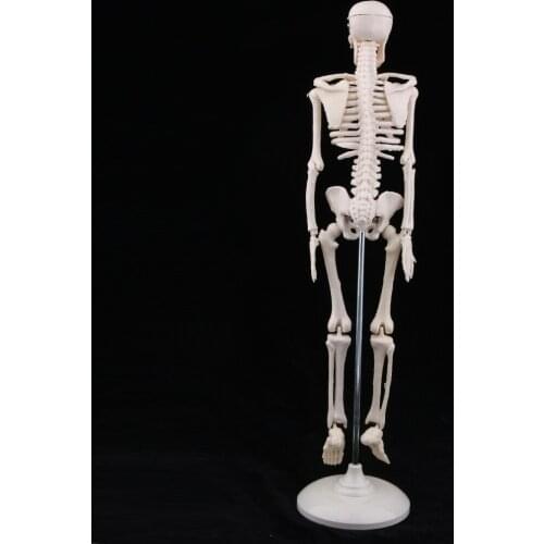 Head Skull Hand Foot Ear Heart Brain Anatomical Study Model