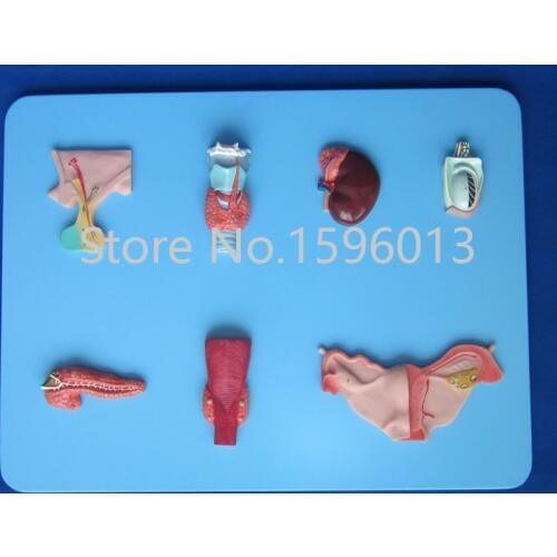 Endocrine Organ Model,Pituitary,Thyroid,Adrenals,Testis, Pancreas, Parathyroid glands,Ovaries model