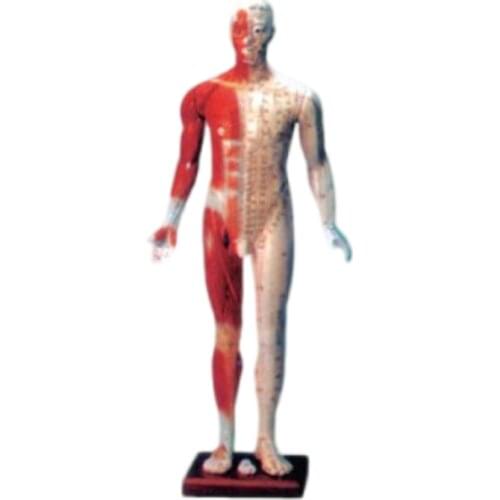 Deluxe Acupuncture Model 170CM BIX-Y1003 WBW192