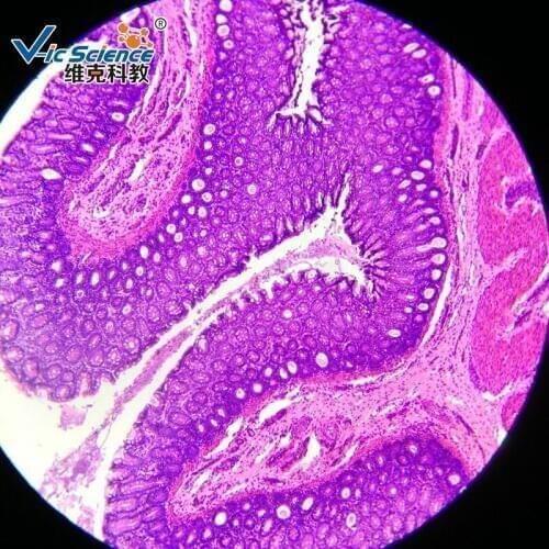 50pcs Human histology slides set prepared for Medical and Teaching expriments