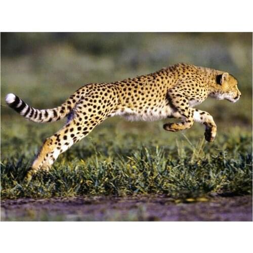 5d diamond painting leopard full square diamond mosaic African leopard crafts embroidery home decoration