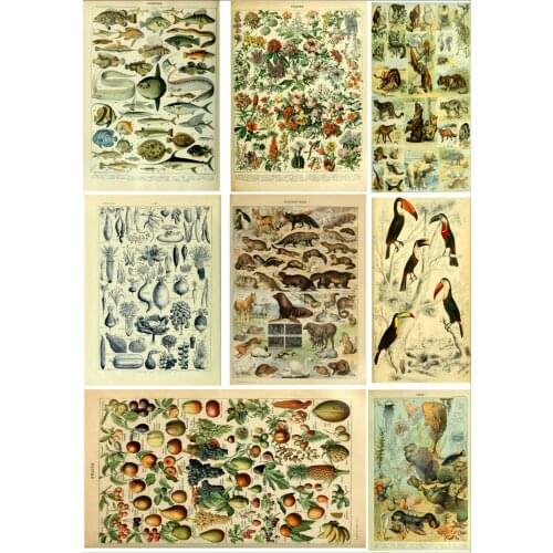 24style Choose Birds Animal Flowers Trees Sea Life Botanical Wildlife Identification PICTURE Art Print Silk Poster 24x36inch