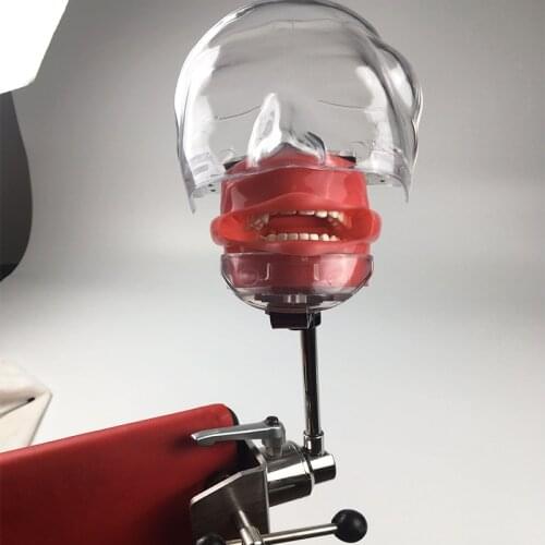 Dental Education and Study model Bench mounted Simple phantom head model Dental simulator Nissin manikin for dentist education