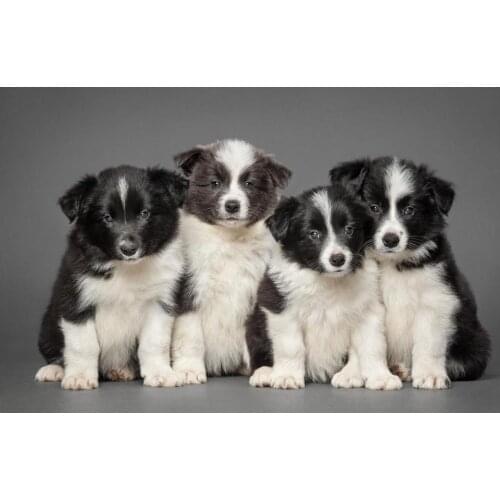 Living room home wall decoration fabric poster animal four Border Collie