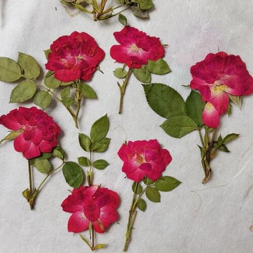 12pcs Dried Pressed Red Rose Flowers + Leaves Plant Herbarium For Jewelry Postcard Photo Case Bookmark Invitation Card DIY