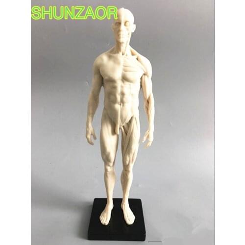 30cm White human skeleton anatomical model Anatomy tools model Skull Head Muscle Bone Medical Artist Drawing