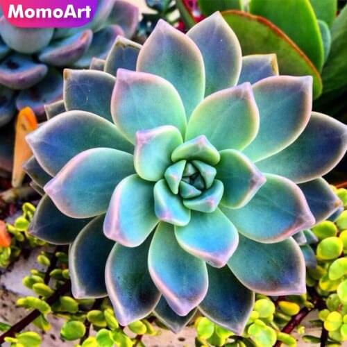 MomoArt Diamond Embroidery Succulents New Arrival 5D Diamond Painting Flower Cross Stitch Kits Mosaic Needlework Home Decoration