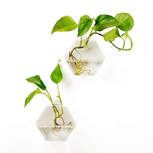 2 Packs Wall Glass Planters Hanging Glass Terrariums Glass Vases