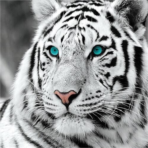 5D DIY Diamond Painting White Tiger Cross Stitch Full Square/Round Diamond Embroidery Animal Pattern Rhinestone Tool Set Gift