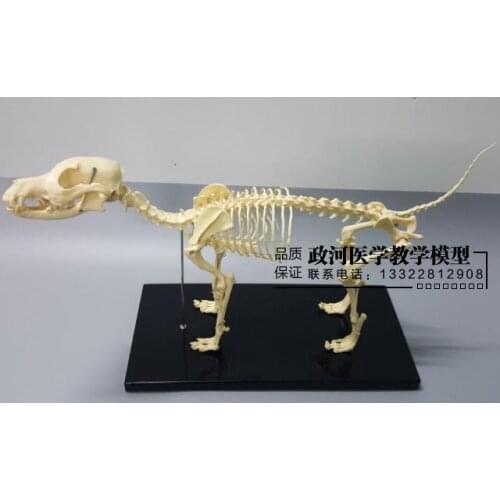 64cm*10cm*30cm dog skeleton model dog skeletal bone model teaching educational model