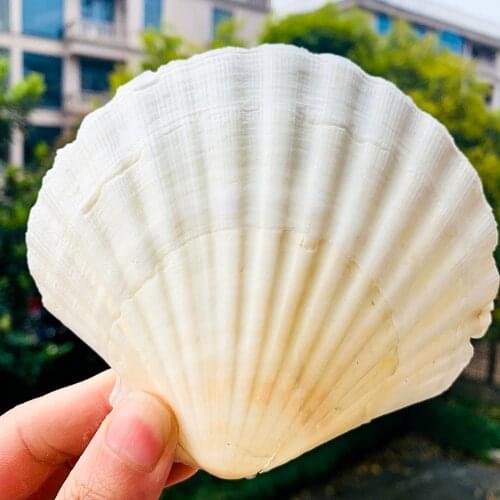 Large White Scallop DIY Painting Shell Piece Fish Tank Landscape Barbecue Shell Natural Conch Hawaiian Shell Craft Accessory