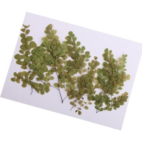 10 Pieces Natural Dried Flowers Pressed Plant Adiantum for DIY