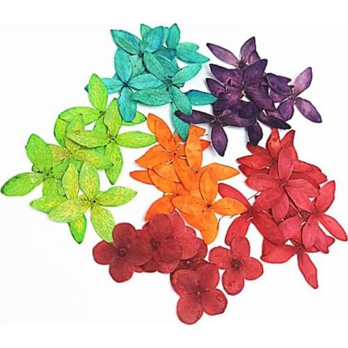 12pcs Dried Lxora Chinensis Lam Flower Plant Herbarium For Jewelry Postcard Invitation Card Bookmark Phone Case Craft&Art DIY