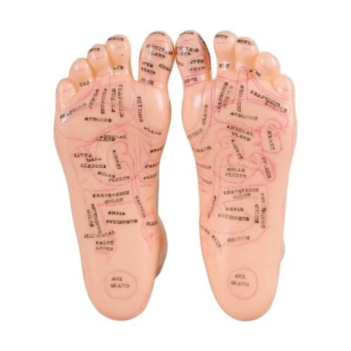 17cm Foot Acupuncture Model Set Foot Acupuncture Needle Acupoint Model Foot Acupuncture Point Model 2 Pieces