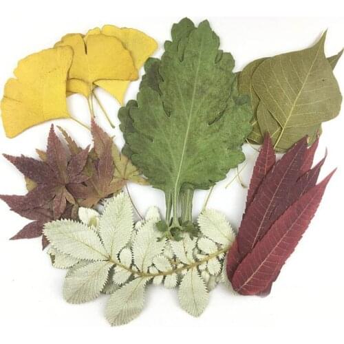 30pcs Assorted Dried Pressed Leaves Plant Herbarium For Jewelry Photo Frame Phone Case Bookmark Craft Making Mix-1