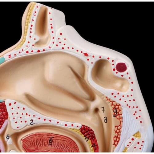 Human Anatomical Nasal Cavity Throat Anatomy Model Teaching Tool C5AE