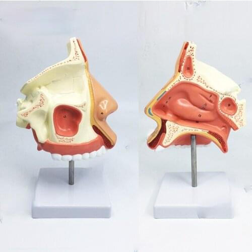 1:1 Life Sized Marked Human Nasal Cavity Anatomical Model ENT Model Accessory Frontal Sinus Sphenoid Sinus Maxillary