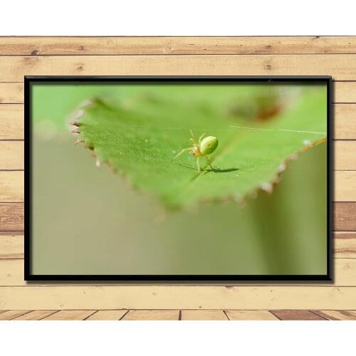 Crab Spiders Strange Animal (2) Wall Posters Prints Silk Art Painting For Home Wall Bedroom Decor