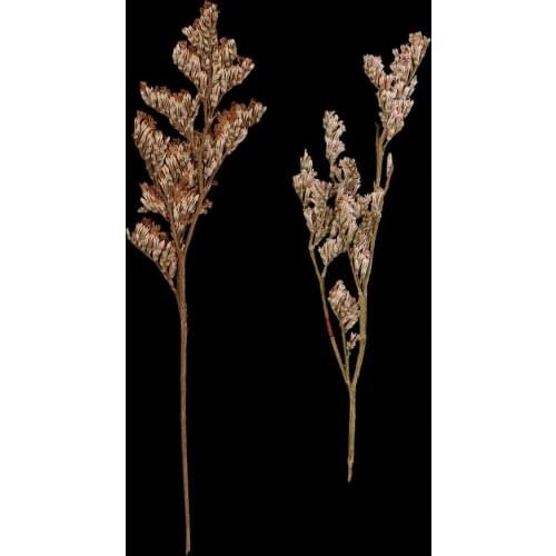 20x Pressed Real Natural Dried Flowers Limonium for DIY Specimen Craft 6-9cm